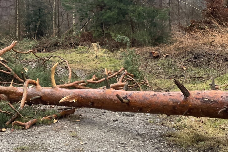 Umgestürzter Baum