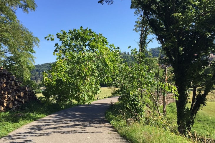 Baum neigt sich auf die Strasse